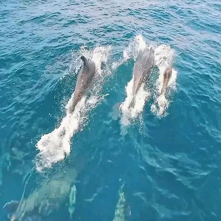 Apartment In Portimao Near Praia Do Vau Appartement Portimão